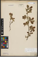 Foto von Salix appendiculata Vill.